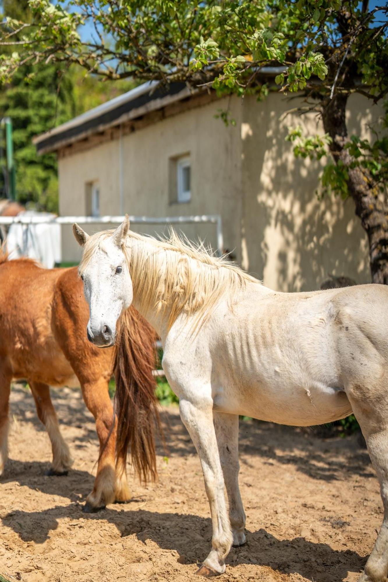 Domki Sielanka Niechorze Bagian luar foto